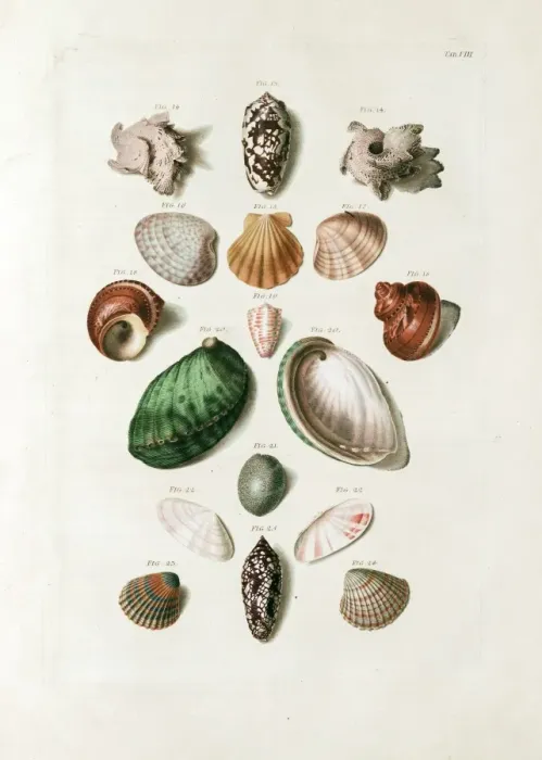 Framed Print : Seashells from 18th century Danish volume Framed Print : Seashells from 18th century Danish volume
