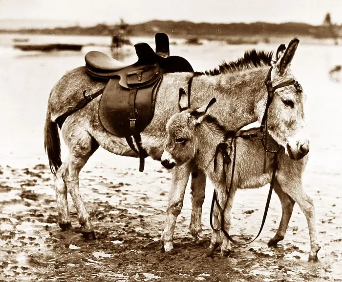 Framed Print : Seaside donkey and foal Framed Print : Seaside donkey and foal