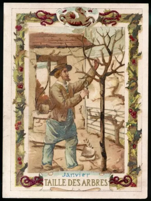 Framed Print : Seasons / January / Pruning Framed Print : Seasons / January / Pruning