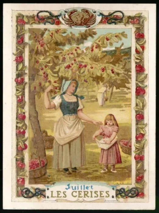 Framed Print : Seasons / July / Cherries Framed Print : Seasons / July / Cherries
