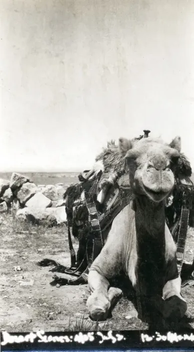 Framed Print : Seated camel in the desert, Middle East