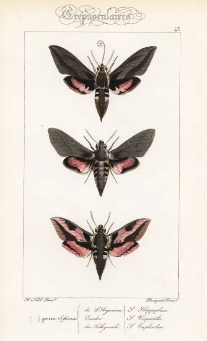 Framed Print : Seathorn hawk-moth, dusky hawkmoth and spurge hawkmoth