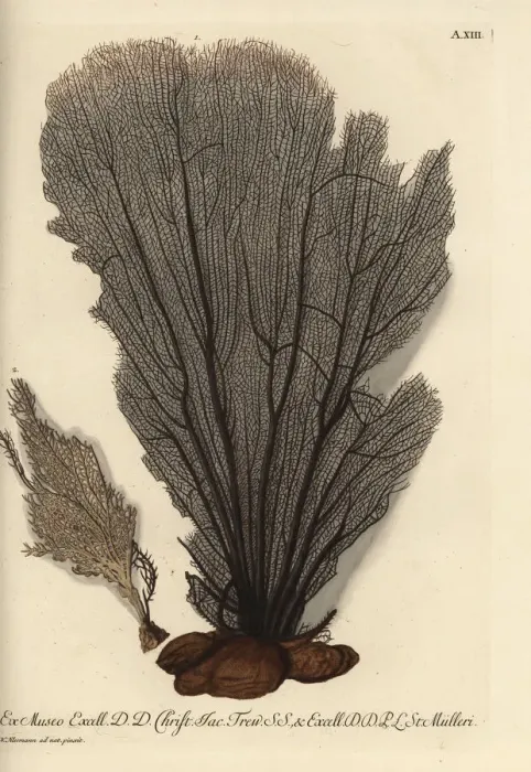 Framed Print : Seaweed without coral bark 1, and smaller Framed Print : Seaweed without coral bark 1, and smaller