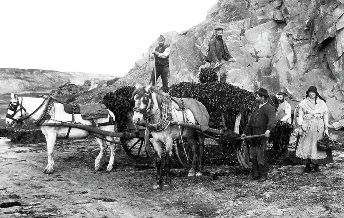 Framed Print : Seaweed gatherers, Jersey Framed Print : Seaweed gatherers, Jersey