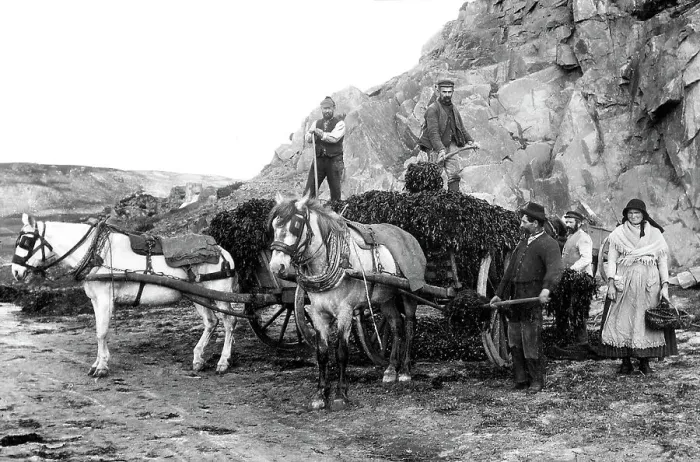 Framed Print : Seaweed gatherers, Jersey, early 1900s Framed Print : Seaweed gatherers, Jersey, early 1900s