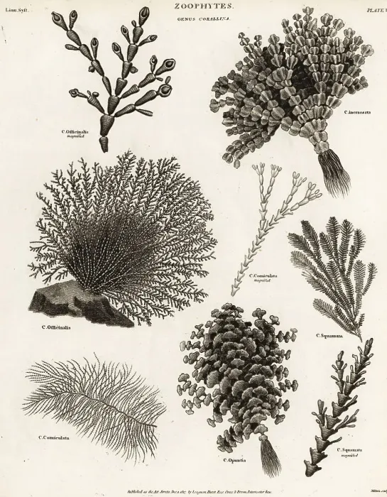 Framed Print : Seaweeds, coral weed and algae Framed Print : Seaweeds, coral weed and algae