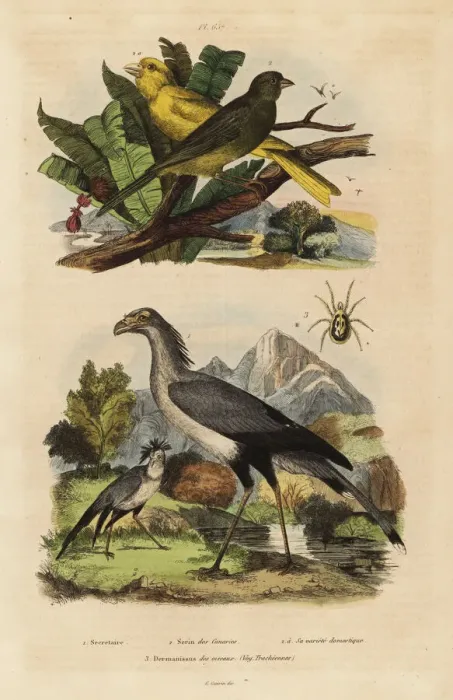 Framed Print : Secretary bird, Sagittarius serpentarius Framed Print : Secretary bird, Sagittarius serpentarius