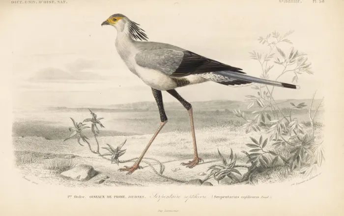 Framed Print : Secretary bird, Sagittarius serpentarius. Vulnerable Framed Print : Secretary bird, Sagittarius serpentarius. Vulnerable