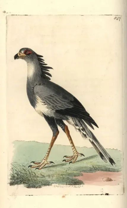 Framed Print : Secretary bird, Sagittarius serpentarius (vulnerable) Framed Print : Secretary bird, Sagittarius serpentarius (vulnerable)