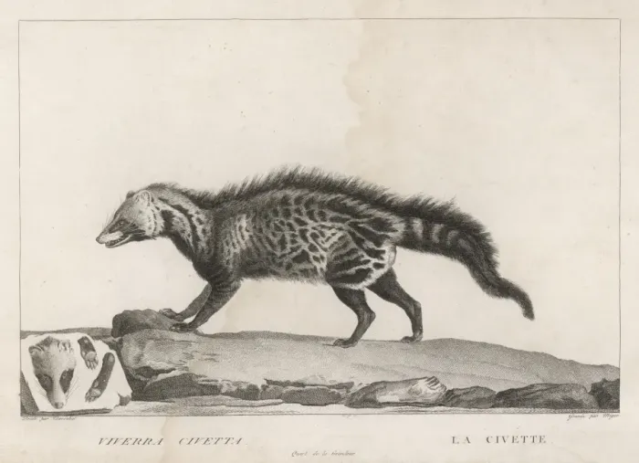 Framed Print : CIVET. VIVERRA CIVETTA lives in various regions, especially central Africa Framed Print : CIVET. VIVERRA CIVETTA lives in various regions, especially central Africa