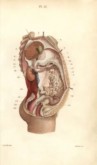Framed Print : Section through the abdomen Framed Print : Section through the abdomen