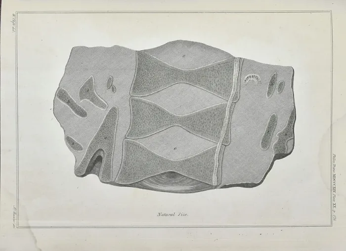 Framed Print : Section through the vertebrae of an ichthyosaur Framed Print : Section through the vertebrae of an ichthyosaur