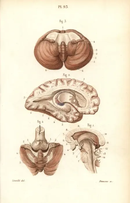 Framed Print : Sections through the brain, cerebellum and ventricles Framed Print : Sections through the brain, cerebellum and ventricles