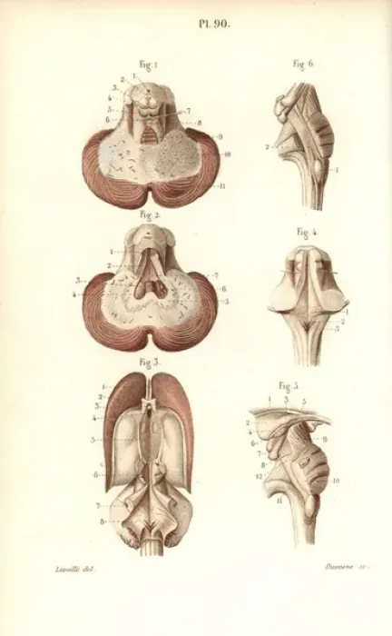 Framed Print : Sections through the cerebellum, ventricular system Framed Print : Sections through the cerebellum, ventricular system