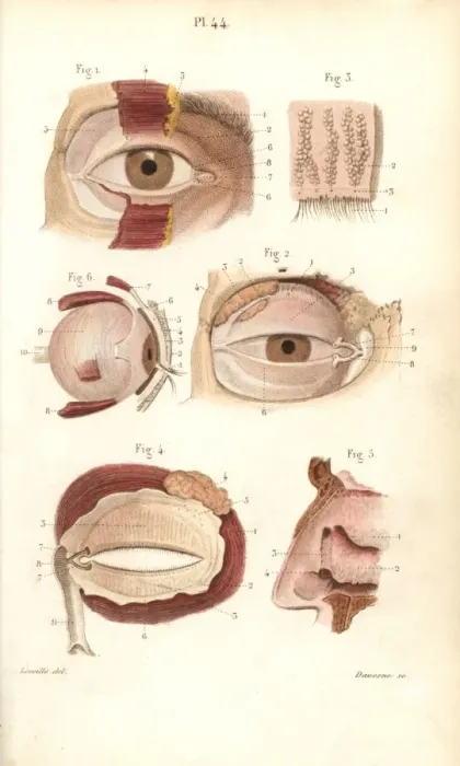 Framed Print : Sections of the eye socket and nasal cavity Framed Print : Sections of the eye socket and nasal cavity