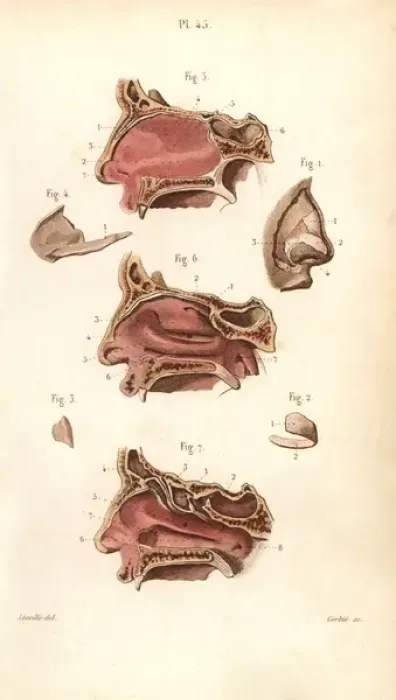 Framed Print : Sections of the nasal cavity Framed Print : Sections of the nasal cavity