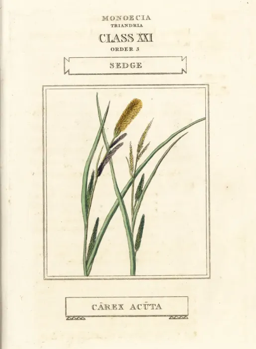 Framed Print : Sedge, Carex acuta Framed Print : Sedge, Carex acuta