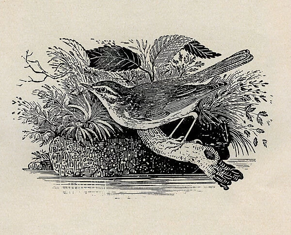 Sedge Warbler. Sedge warbler perched on branch. Artist: Thomas Bewick Date