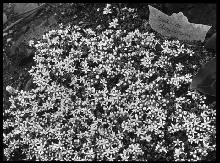 Framed Print : Sedum Anglicum (English Stonecrop) Framed Print : Sedum Anglicum (English Stonecrop)