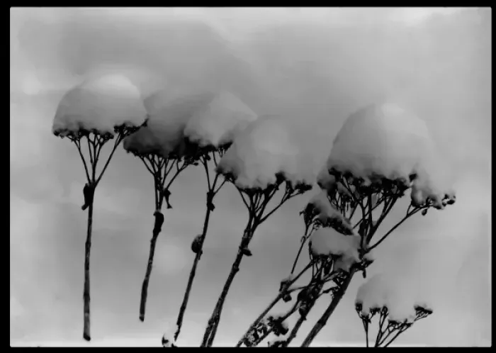 Framed Print : Sedum Spectabile (Ice Plant) in the snow