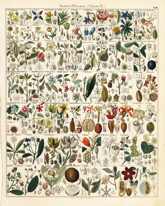 Framed Print : Seed and fruit plants Framed Print : Seed and fruit plants