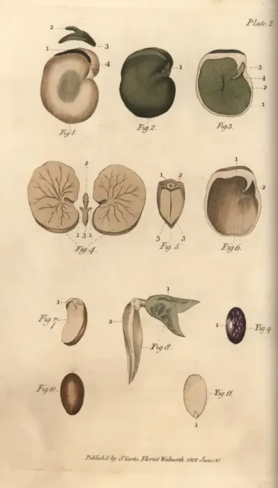 Framed Print : Seeds and their parts: garden bean 1-5, fig Framed Print : Seeds and their parts: garden bean 1-5, fig