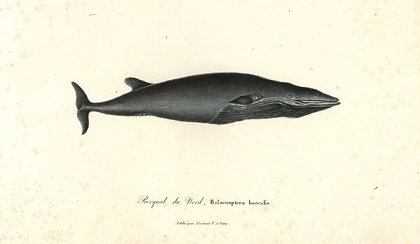 Sei whale, Balaenoptera borealis. Endangered