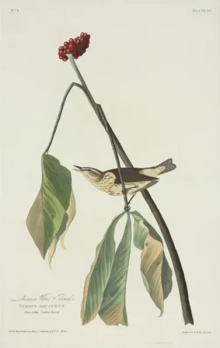 Framed Print : Seiurus motacilla, Louisiana waterthrush Framed Print : Seiurus motacilla, Louisiana waterthrush