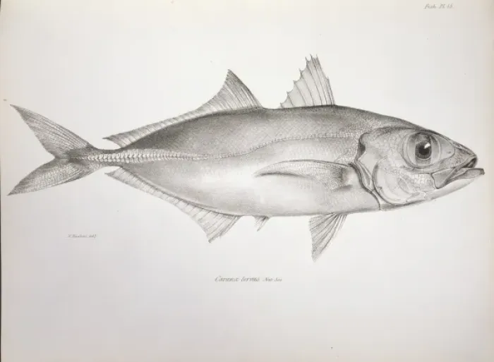 Framed Print : Selar crumenophthalmus, bigeye scad Framed Print : Selar crumenophthalmus, bigeye scad