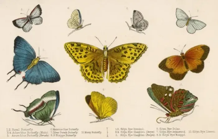 Framed Print : Selected Butterflies Framed Print : Selected Butterflies