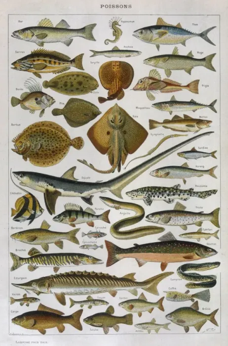 Framed Print : A Selection of Fish Framed Print : A Selection of Fish