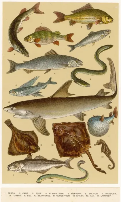 Framed Print : A Selection of Fish Framed Print : A Selection of Fish