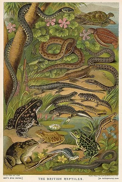 Selection page of British reptiles. Date: 1881