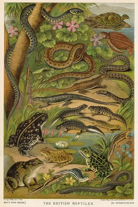 Framed Print : Selection page of British reptiles. Date: 1881 Framed Print : Selection page of British reptiles. Date: 1881