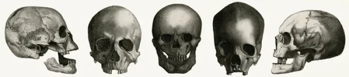 Framed Print : Selection of skulls Framed Print : Selection of skulls