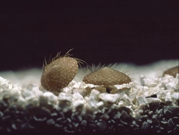 Selenaria maculata, bryozoa