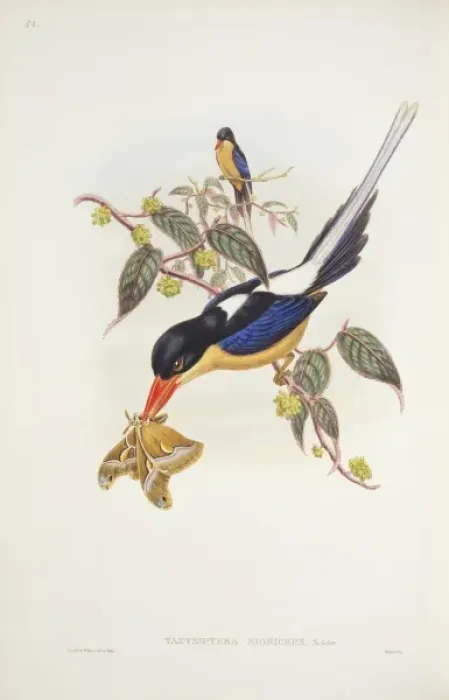 Framed Print : Seleucidis melanoleucas, twelve-wired bird-of-paradise Framed Print : Seleucidis melanoleucas, twelve-wired bird-of-paradise