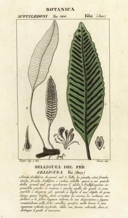 Framed Print : Seliguea feei fern Framed Print : Seliguea feei fern