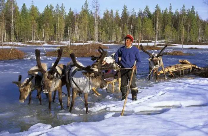Framed Print : Selkup man with reindeer-sledge, Siberia Framed Print : Selkup man with reindeer-sledge, Siberia