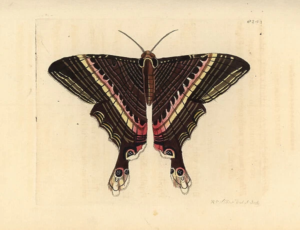Sematura empedocles moth