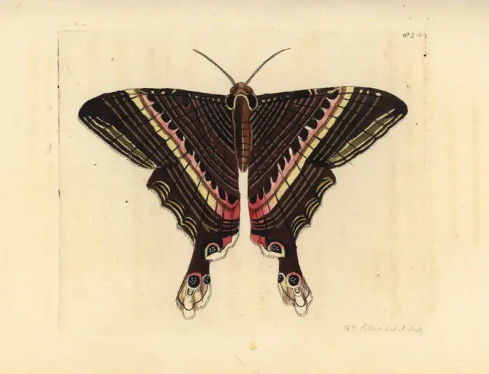 Framed Print : Sematura empedocles moth Framed Print : Sematura empedocles moth