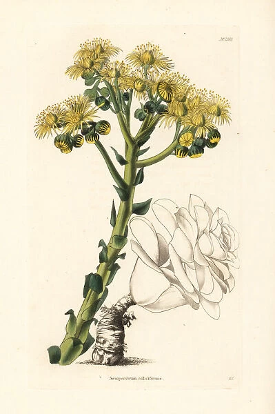Sempervivum calyciforme