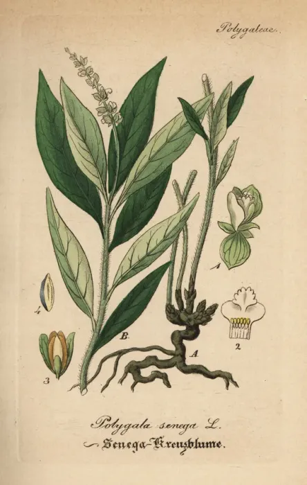 Framed Print : Seneca snakeroot, Polygala senega Framed Print : Seneca snakeroot, Polygala senega