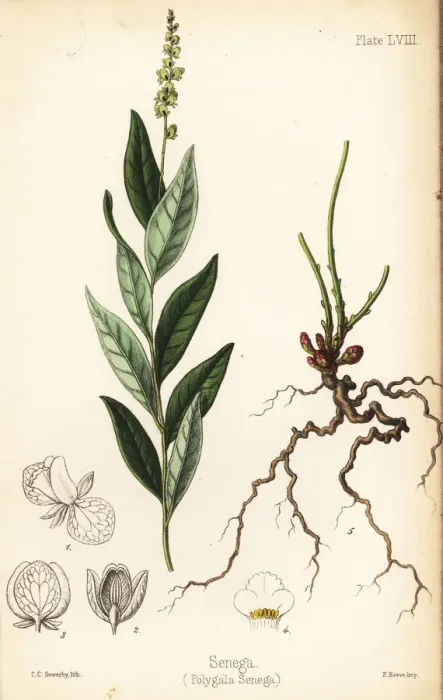 Framed Print : Seneca snakeroot, Polygala senega Framed Print : Seneca snakeroot, Polygala senega