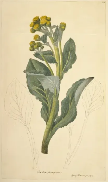 Framed Print : Senecio candidans, sea cabbage Framed Print : Senecio candidans, sea cabbage