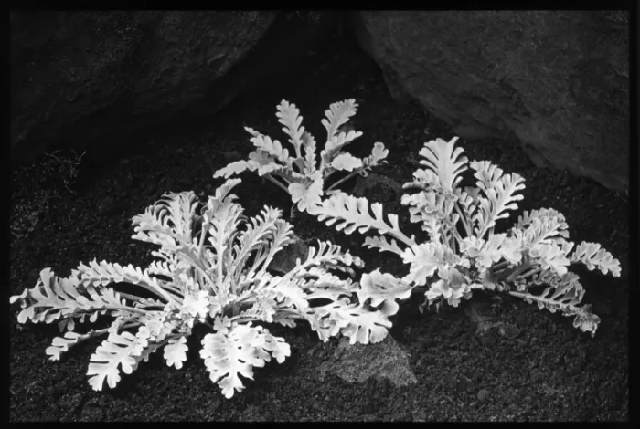 Framed Print : Senecio Incanus var. persoonii Framed Print : Senecio Incanus var. persoonii