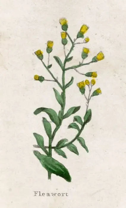 Framed Print : Senecio Integrifolius Framed Print : Senecio Integrifolius