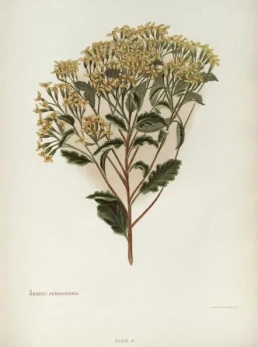 Framed Print : Senecio Perdicioides or Raukumara Framed Print : Senecio Perdicioides or Raukumara