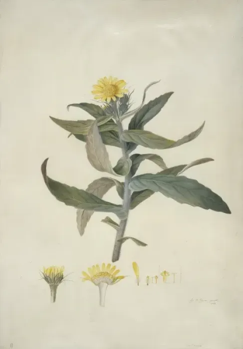 Framed Print : Senecio pseudoarnica Less. seaside ragwort Framed Print : Senecio pseudoarnica Less. seaside ragwort
