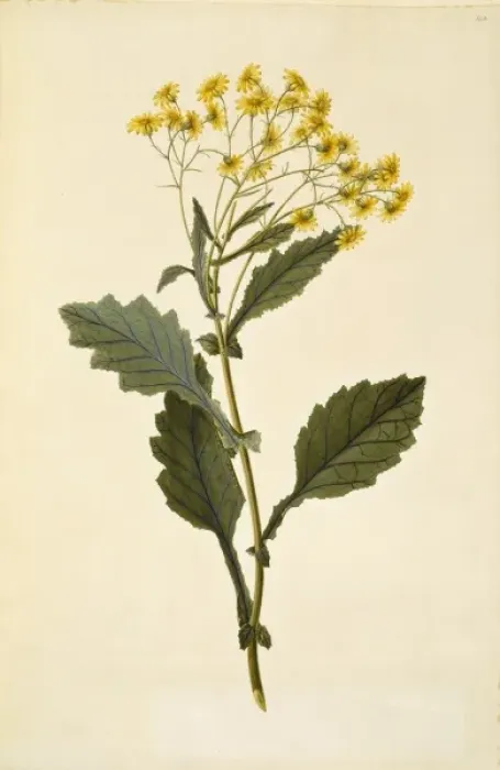 Framed Print : Senecio rufiglandulosus Framed Print : Senecio rufiglandulosus